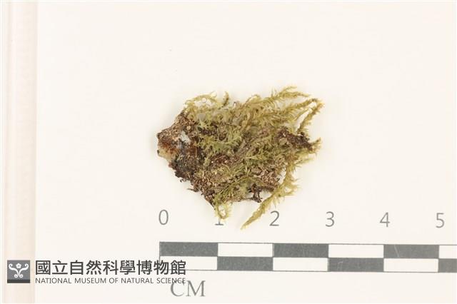 登錄號:B00001081藏品圖，第1張