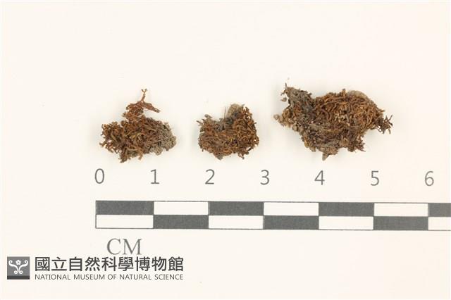 狹葉扭口蘚藏品圖，第1張