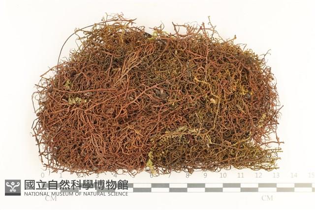 全緣廣萼苔藏品圖，第1張