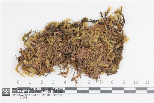 大灰氣蘚藏品圖，第1張