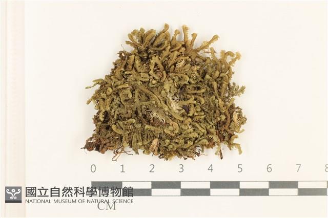 三齒鞭苔藏品圖，第1張