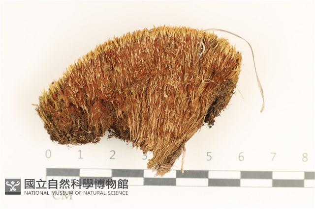 登錄號:B00012481藏品圖，第1張