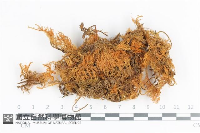 登錄號:B00000481藏品圖，第1張