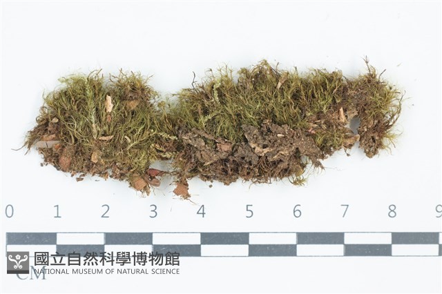 青毛苔藏品圖，第1張