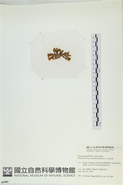 多扇藻藏品圖，第3張