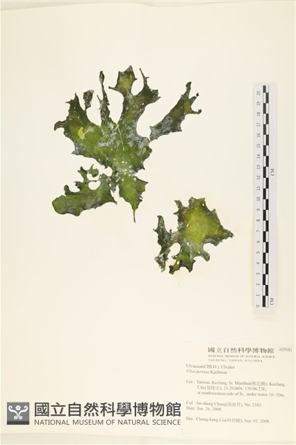 石蓴藏品圖，第1張