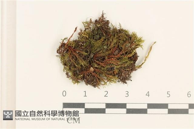 登錄號:B00020981藏品圖，第1張