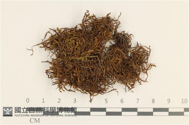 登錄號:B00002881藏品圖，第1張