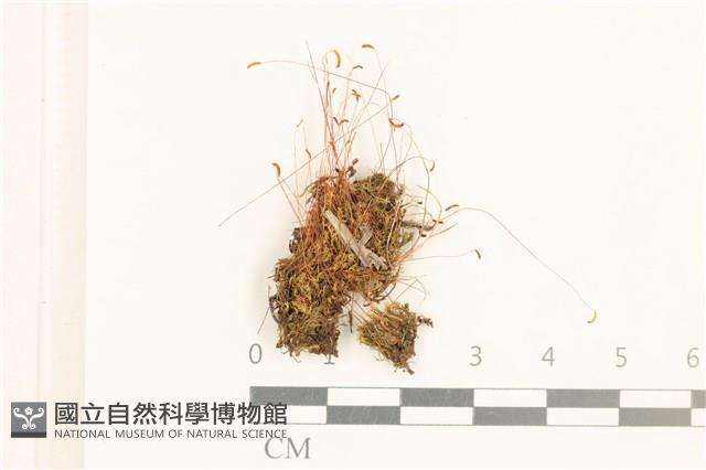 登錄號:B00015881藏品圖，第1張