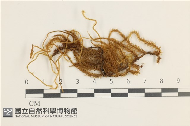 登錄號:B00005881藏品圖，第1張