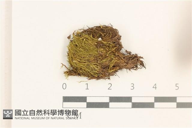 闊葉曲柄蘚藏品圖，第1張