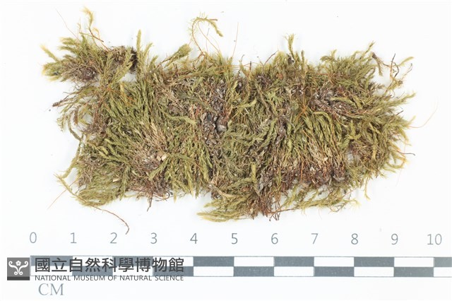 登錄號:B00000881藏品圖，第1張