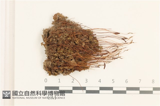 仙鶴蘚藏品圖，第1張
