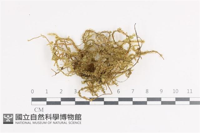 登錄號:B00011381藏品圖，第1張