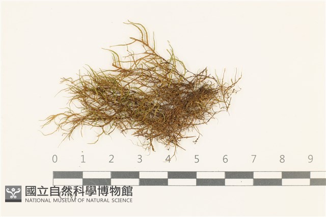 登錄號:B00014030藏品圖，第1張