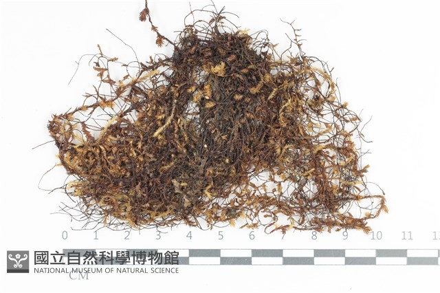 登錄號:B00005130藏品圖，第1張