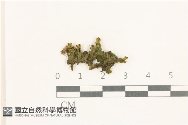 日本蛇苔藏品圖，第1張
