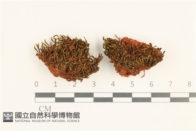 登錄號:B00012930藏品圖，第1張