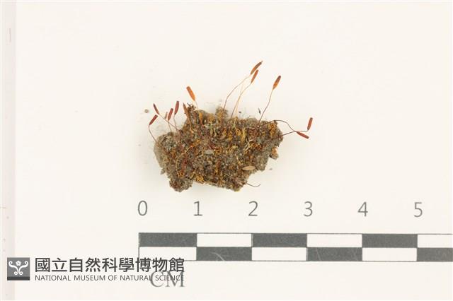 登錄號:B00016930藏品圖，第1張