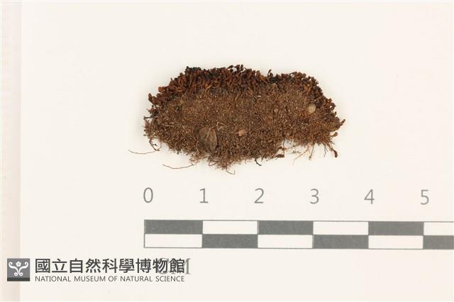 登錄號:B00017930藏品圖，第1張