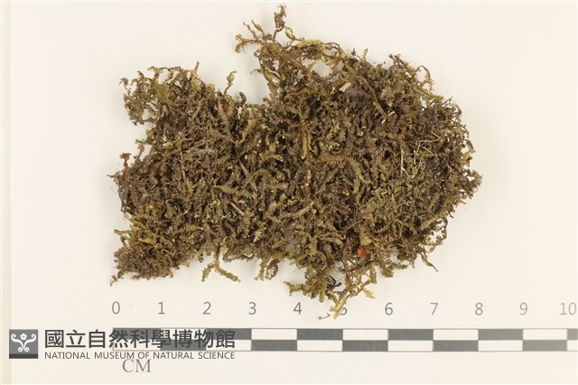 登錄號:B00000930藏品圖，第1張