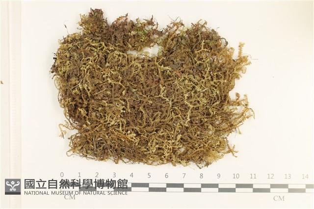 鞭苔,三裂鞭苔藏品圖，第1張