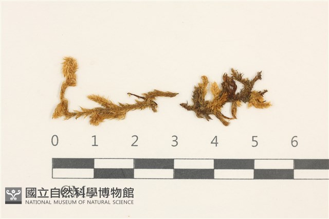 登錄號:B00008830藏品圖，第1張