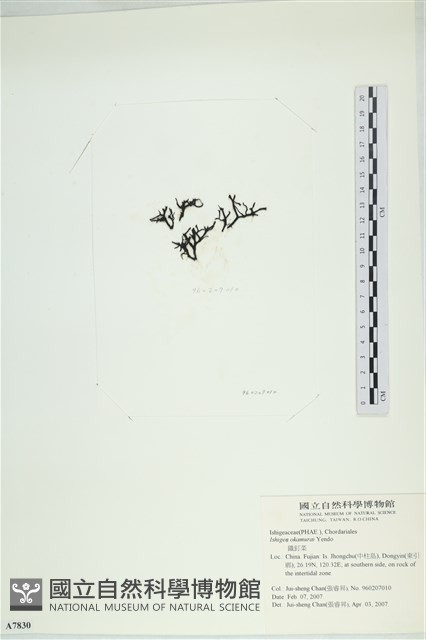石牙藻, 石牙菜, 鐵釘菜藏品圖，第3張