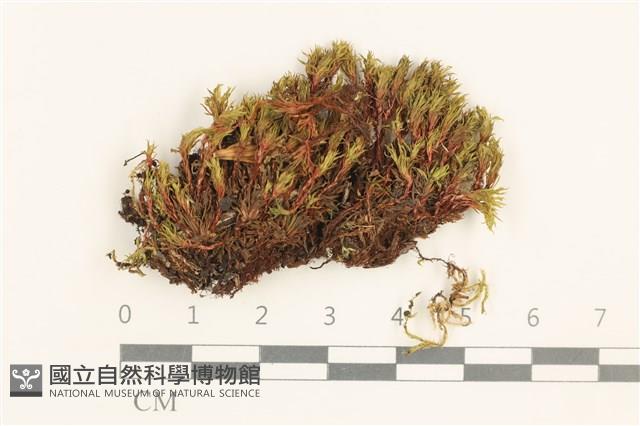登錄號:B00020830藏品圖，第1張