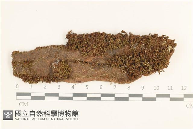 登錄號:B00010830藏品圖，第1張