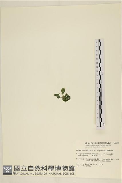 網球藻藏品圖，第3張