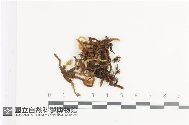 毛扭蘚藏品圖，第1張