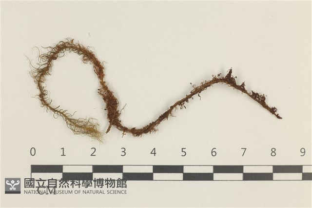 登錄號:B00014050藏品圖，第1張