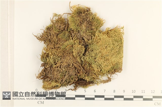 登錄號:B00011050藏品圖，第1張