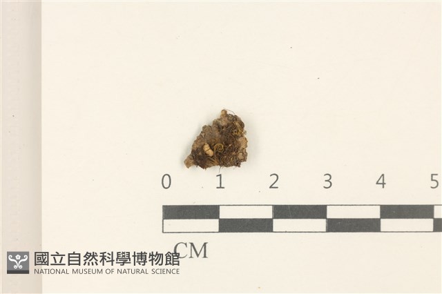 登錄號:B00010150藏品圖，第1張