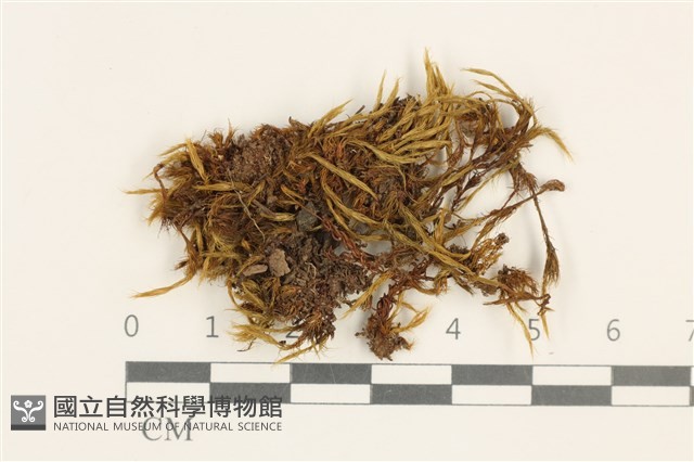登錄號:B00002950藏品圖，第1張