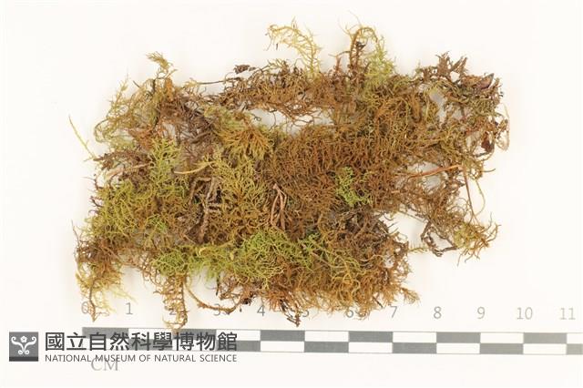 毛羽蘚藏品圖，第1張
