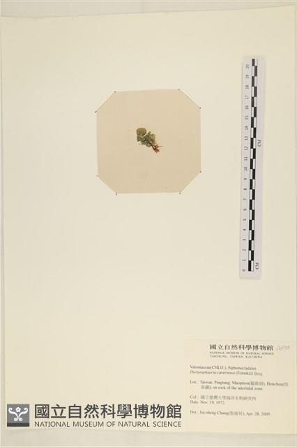 網球藻藏品圖，第3張
