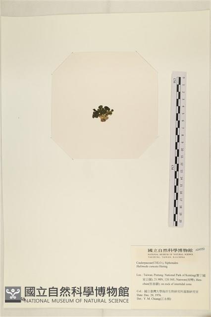 登錄號:A00004950藏品圖，第3張