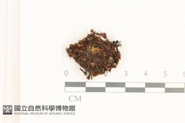 登錄號:B00017950藏品圖，第1張
