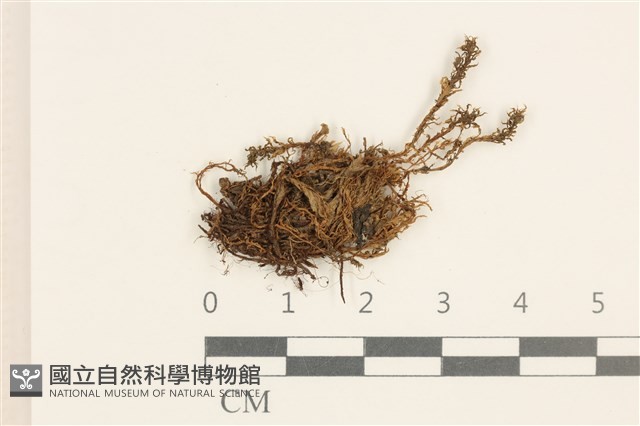 登錄號:B00005950藏品圖，第1張