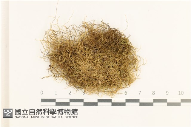鞭枝懸蘚藏品圖，第1張