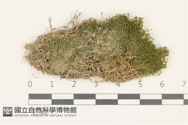 索氏叢本蘚藏品圖，第1張