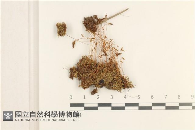 刺葉真蘚藏品圖，第1張