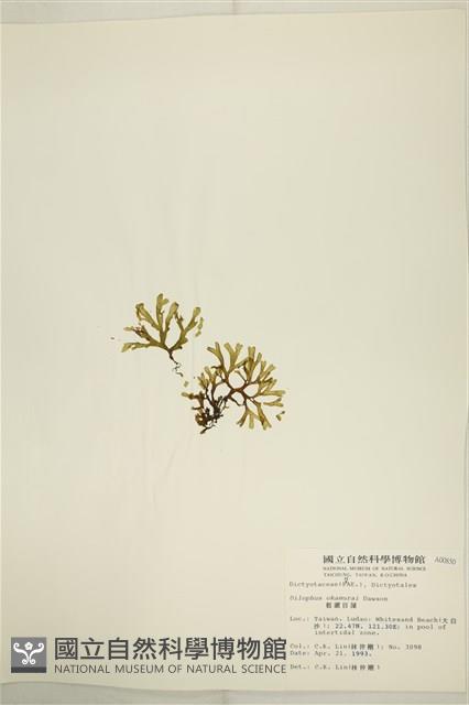 厚緣藻藏品圖，第3張