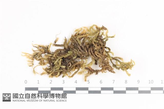 毛扭蘚藏品圖，第1張