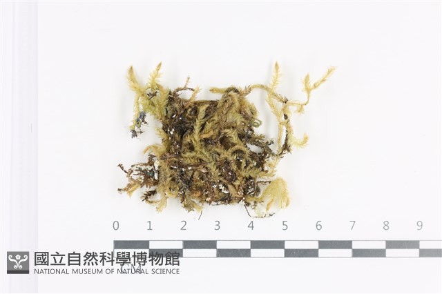 大灰氣蘚藏品圖，第1張