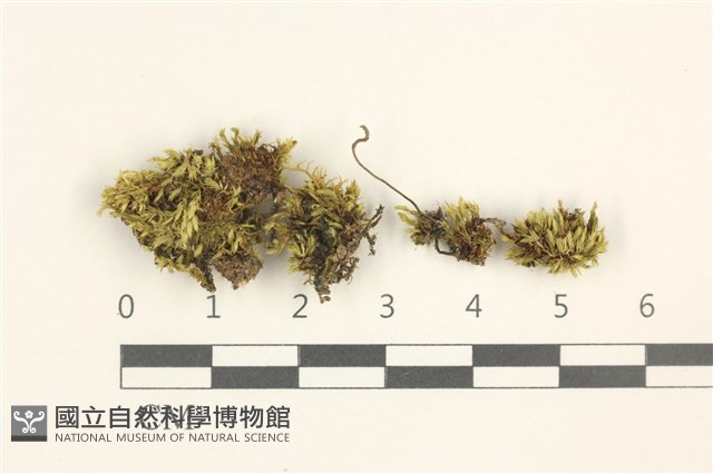 登錄號:B00011020藏品圖，第1張