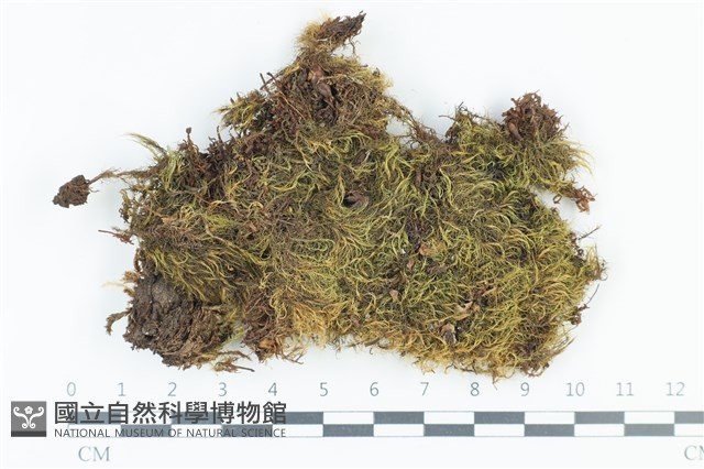 粗毛青毛蘚藏品圖，第1張