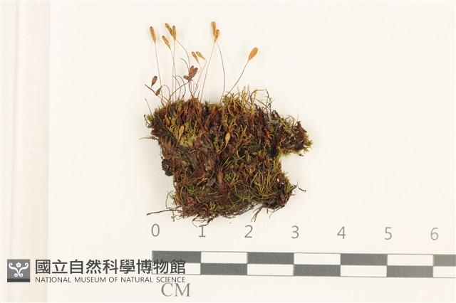 登錄號:B00015120藏品圖，第1張